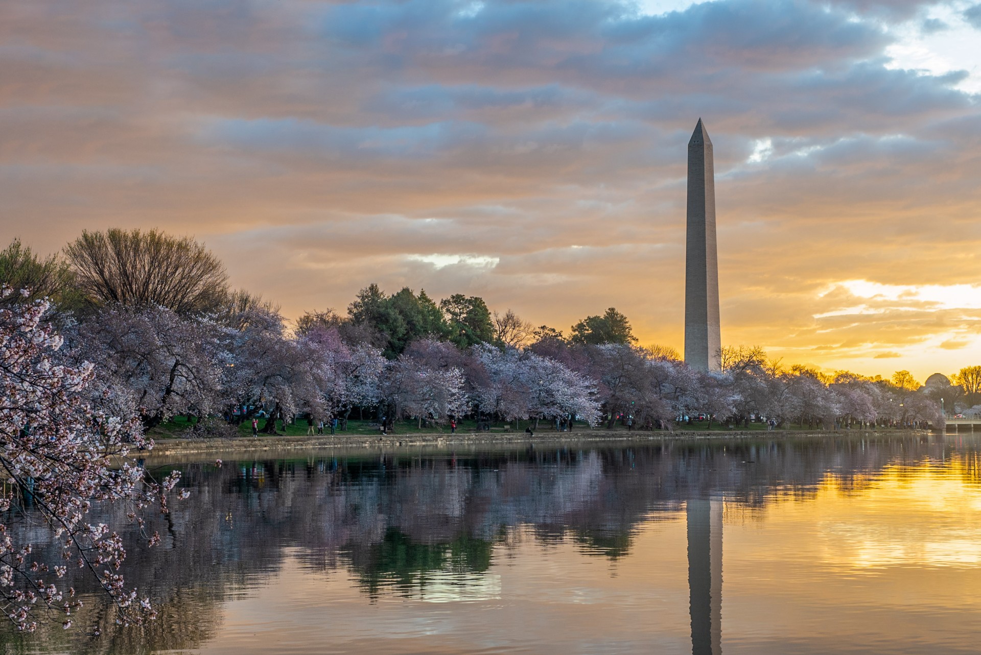 Gene Gibbons - Cherry Blossom Sunrise