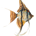 Angelfish by Louise Gardner-Schwartz
