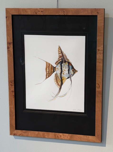Angelfish